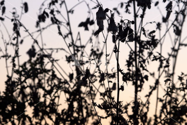 Plumeless Thistle (Carduus acanthoides)