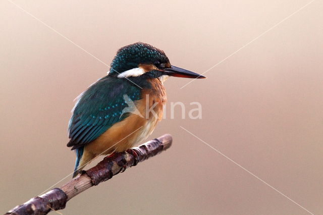 Kingfisher (Alcedo atthis)