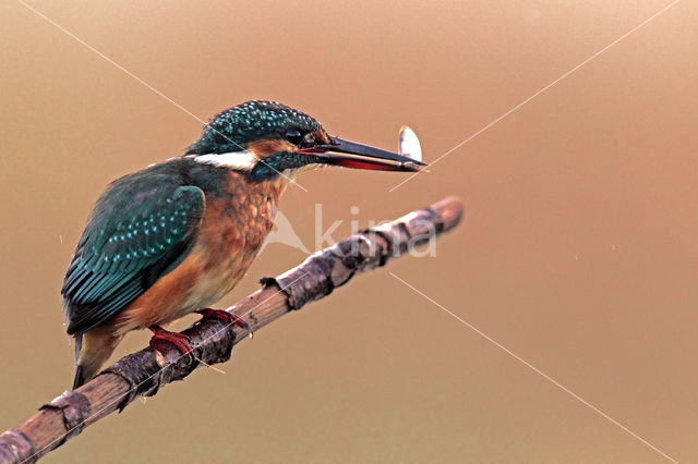 Kingfisher (Alcedo atthis)