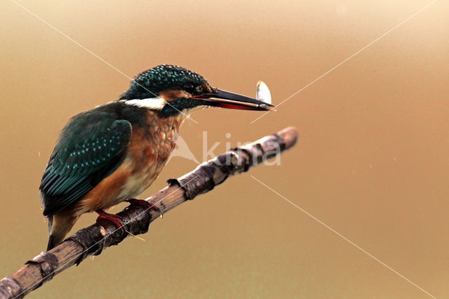 IJsvogel (Alcedo atthis)