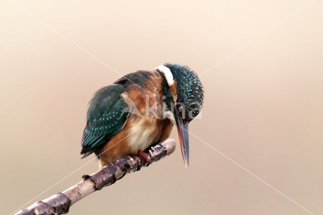 IJsvogel (Alcedo atthis)