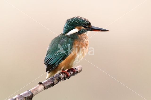 Kingfisher (Alcedo atthis)