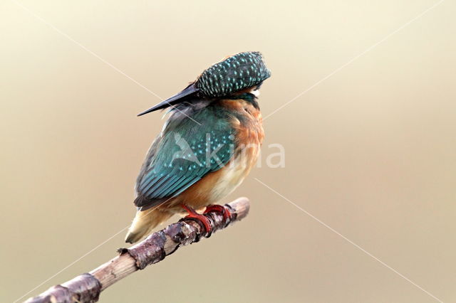 IJsvogel (Alcedo atthis)