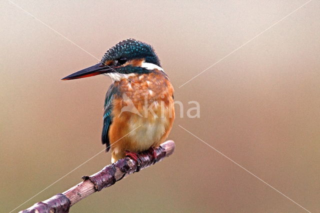 Kingfisher (Alcedo atthis)