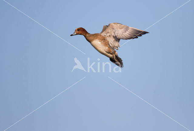 Wigeon (Anas penelope)