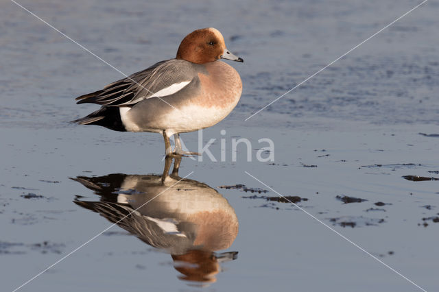 Wigeon (Anas penelope)