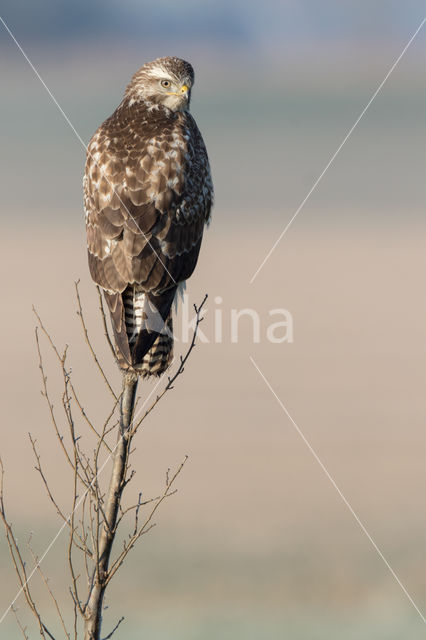 Common Buzzard (Buteo buteo)