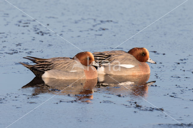 Wigeon (Anas penelope)