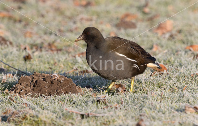 Waterhoen (Gallinula chloropus)