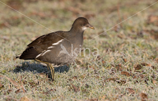 Waterhoen (Gallinula chloropus)