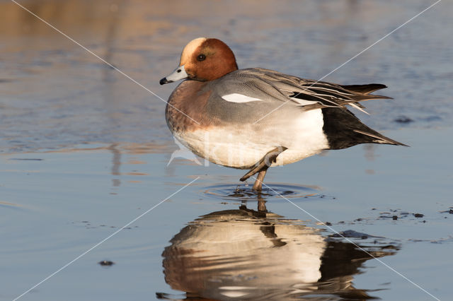 Wigeon (Anas penelope)