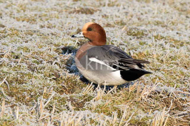 Wigeon (Anas penelope)