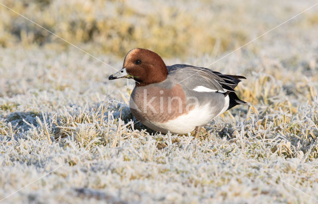 Wigeon (Anas penelope)