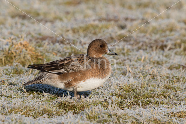 Wigeon (Anas penelope)