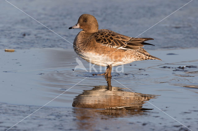 Wigeon (Anas penelope)