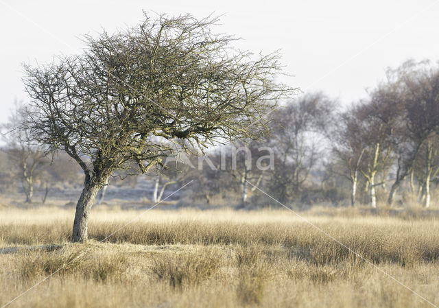 Hawthorn (Crataegus)