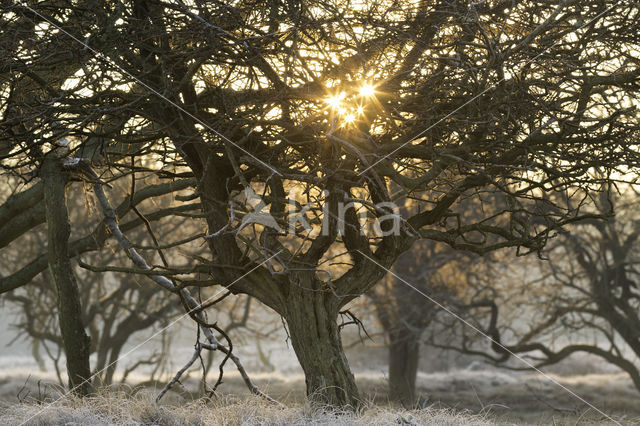 Hawthorn (Crataegus)