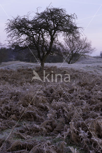 Hawthorn (Crataegus)