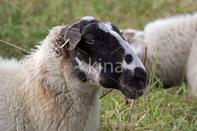 Suffolk sheep (Ovis domesticus)