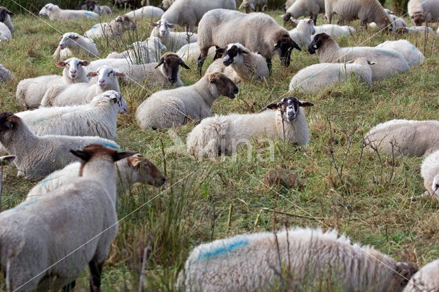 Suffolk schaap (Ovis domesticus)