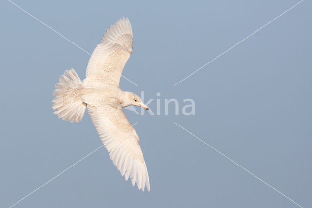 Glaucous Gull (Larus hyperboreus)
