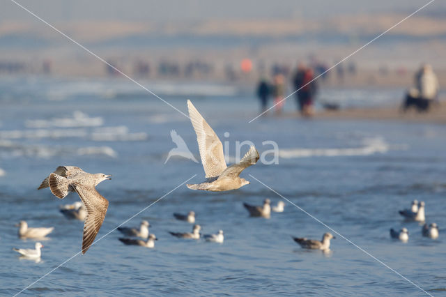 Grote Burgemeester (Larus hyperboreus)