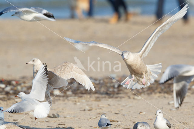 Grote Burgemeester (Larus hyperboreus)