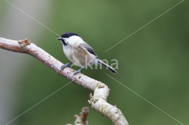 Glanskop (Parus palustris)