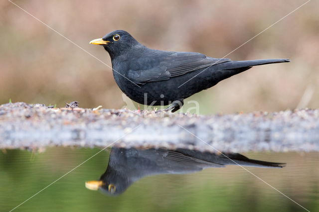 Eurasian Blackbird (Turdus merula)