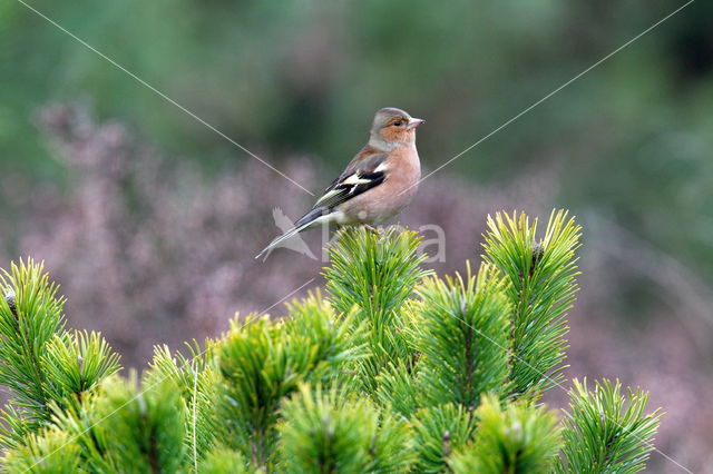 Vink (Fringilla coelebs)