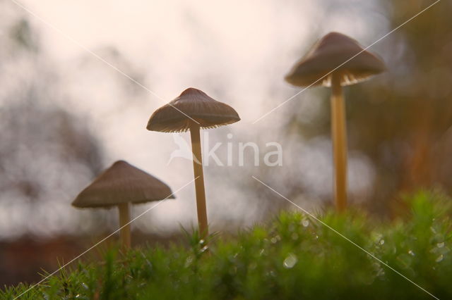 Burgundydrop bonnet (Mycena haematopus)