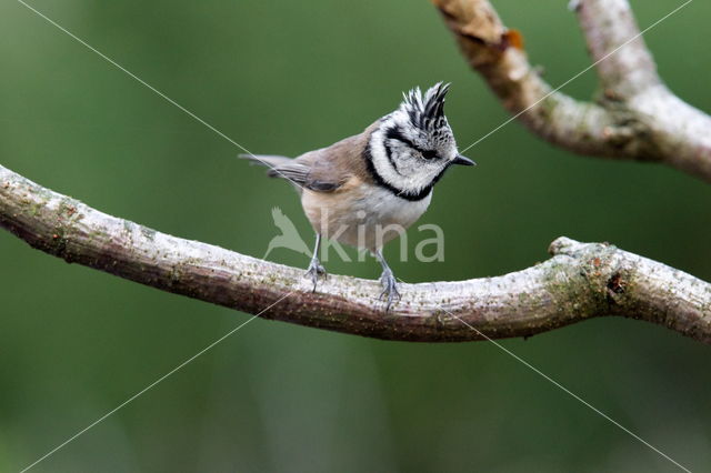 Kuifmees (Parus cristatus)