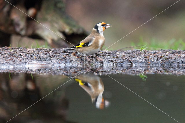 European Goldfinch (Carduelis carduelis)