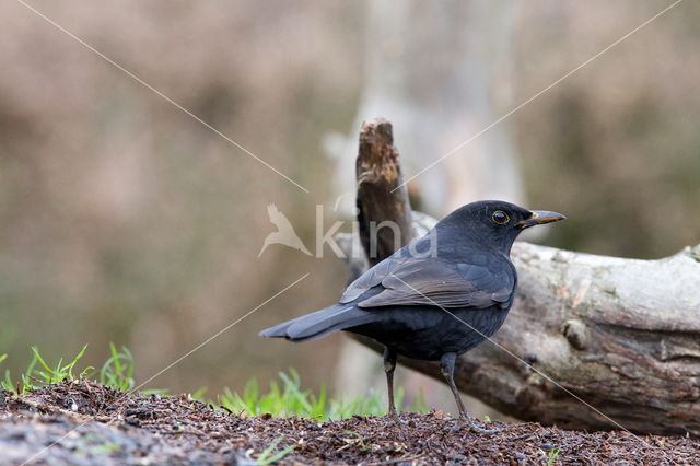 Merel (Turdus merula)