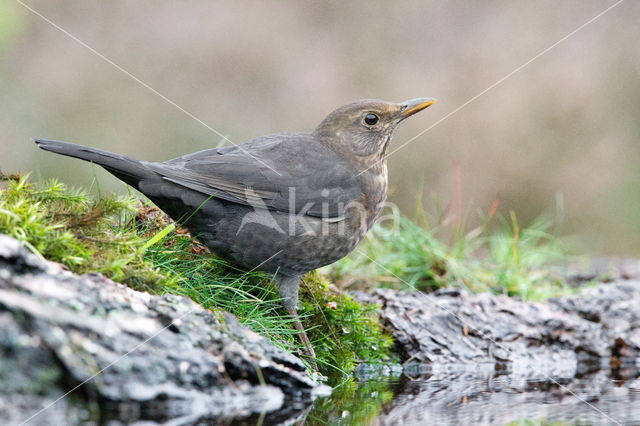 Eurasian Blackbird (Turdus merula)