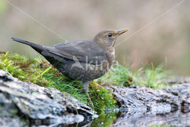 Eurasian Blackbird (Turdus merula)