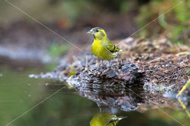 Eurasian Siskin (Carduelis spinus)