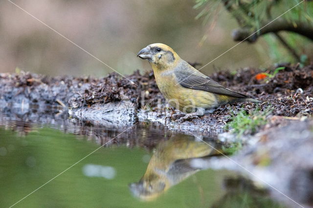 Red Crossbill (Loxia curvirostra)