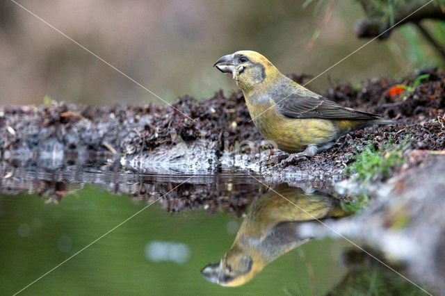 Red Crossbill (Loxia curvirostra)