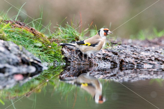 European Goldfinch (Carduelis carduelis)