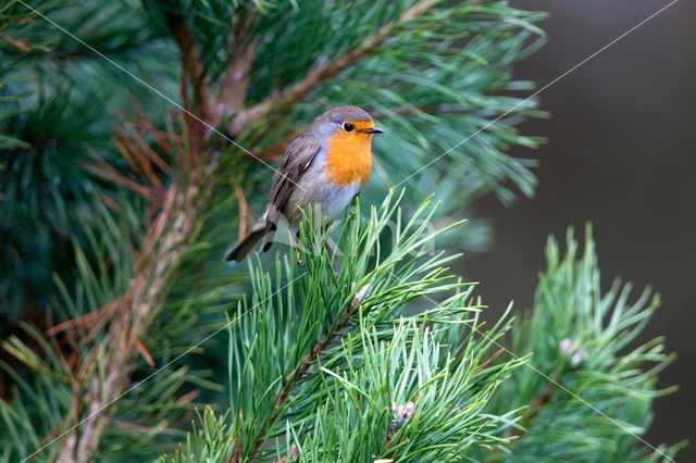 European Robin (Erithacus rubecula)