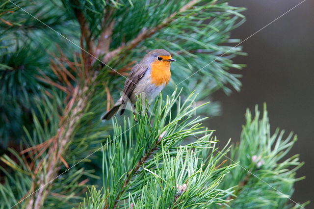 European Robin (Erithacus rubecula)