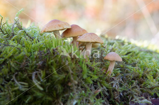 Rode zwavelkop (Psilocybe sublateritia)