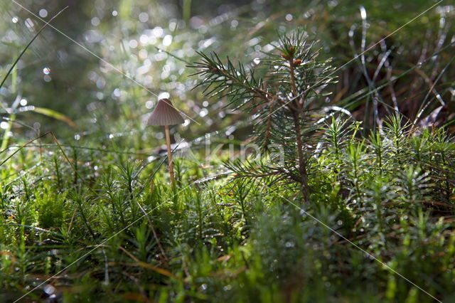 Yellowleg bonnet (Mycena epipterygia)