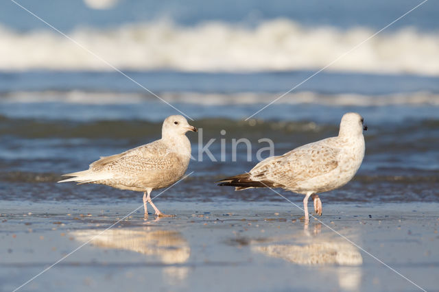 Iceland Gull (Larus glaucoides)