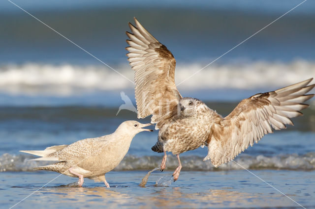 Iceland Gull (Larus glaucoides)