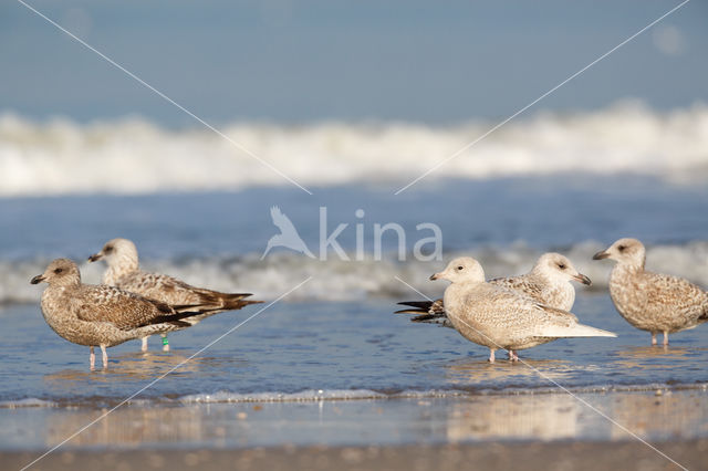 Kleine Burgemeester (Larus glaucoides)