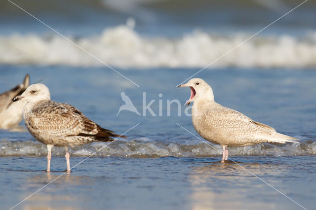 Kleine Burgemeester (Larus glaucoides)