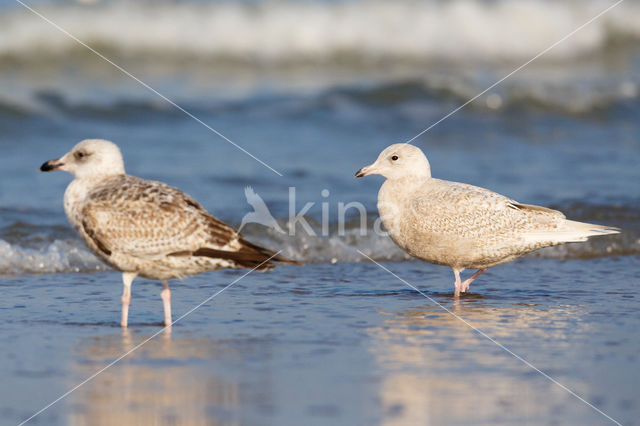 Iceland Gull (Larus glaucoides)