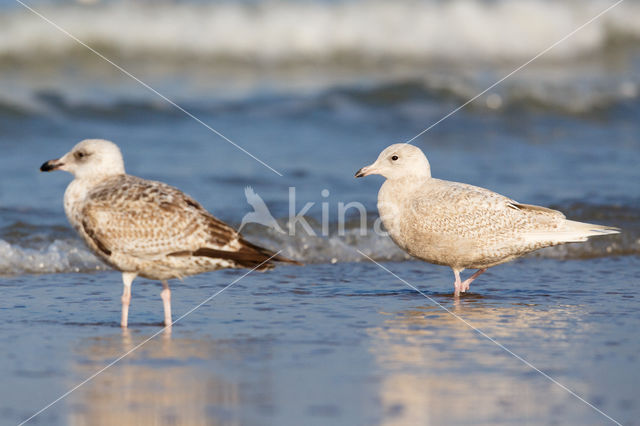 Kleine Burgemeester (Larus glaucoides)